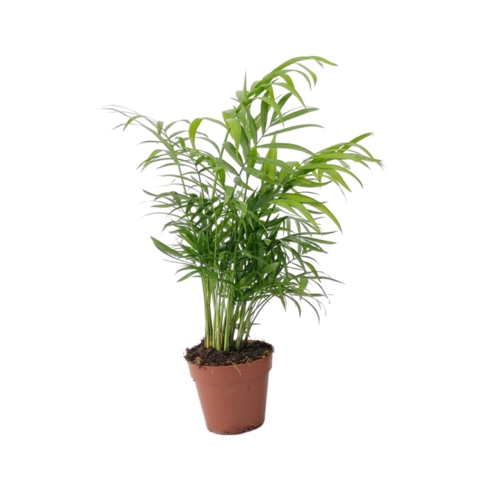 Okrasné pokojové rostliny - Chamaedorea sličná květináč 9cm