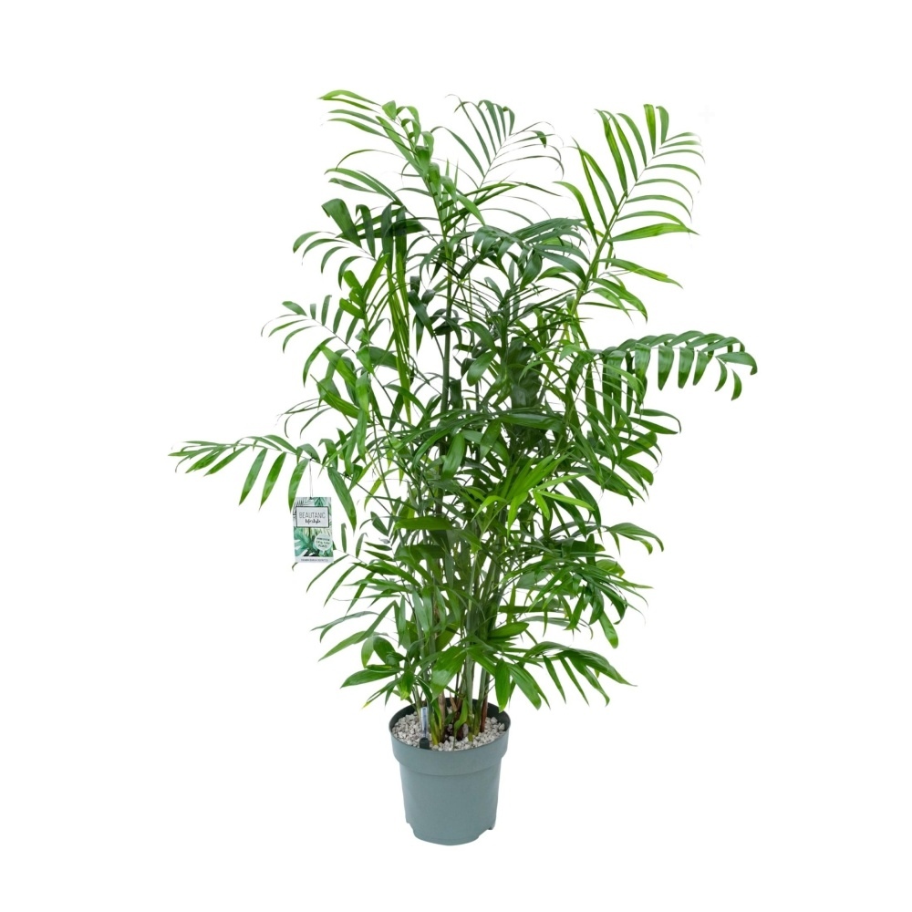 Ekologicky pěstované pokojové rostliny - Chamedorea, palma horská hydroponický květináč 27cm