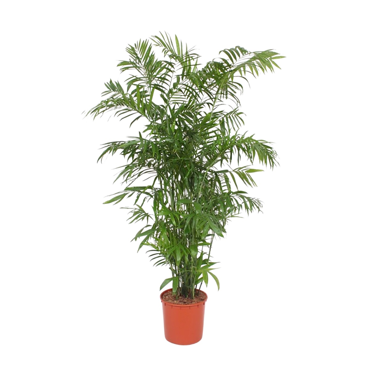 Pokojové rostliny okrasné listem - Chamedorea, palma horská výška 170cm, květináč 27cm