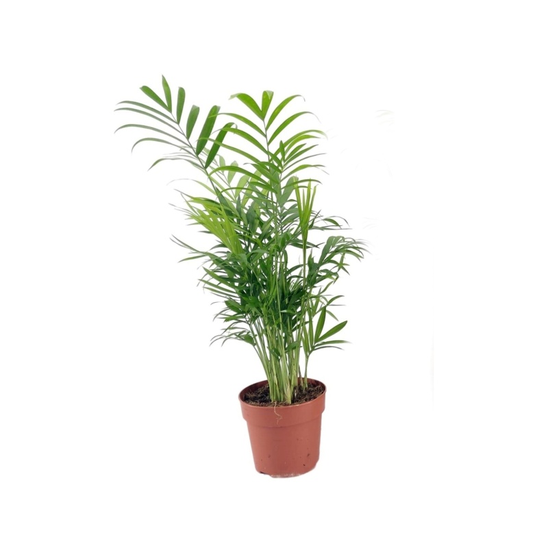 Okrasné pokojové rostliny - Chamedorea sličná květináč 12cm