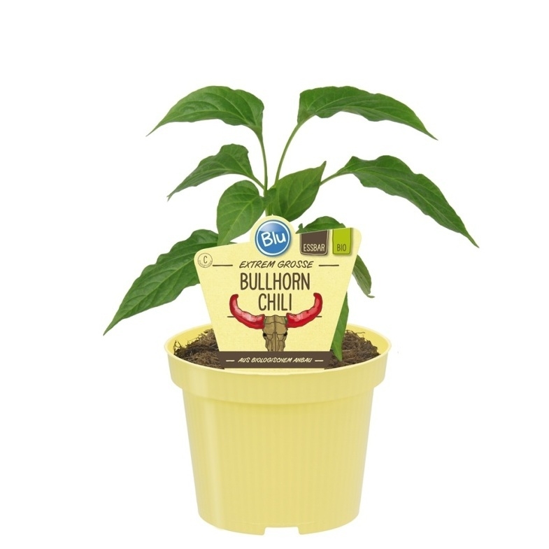Bylinky - Chili Bullhorn BIO květináč 12cm
