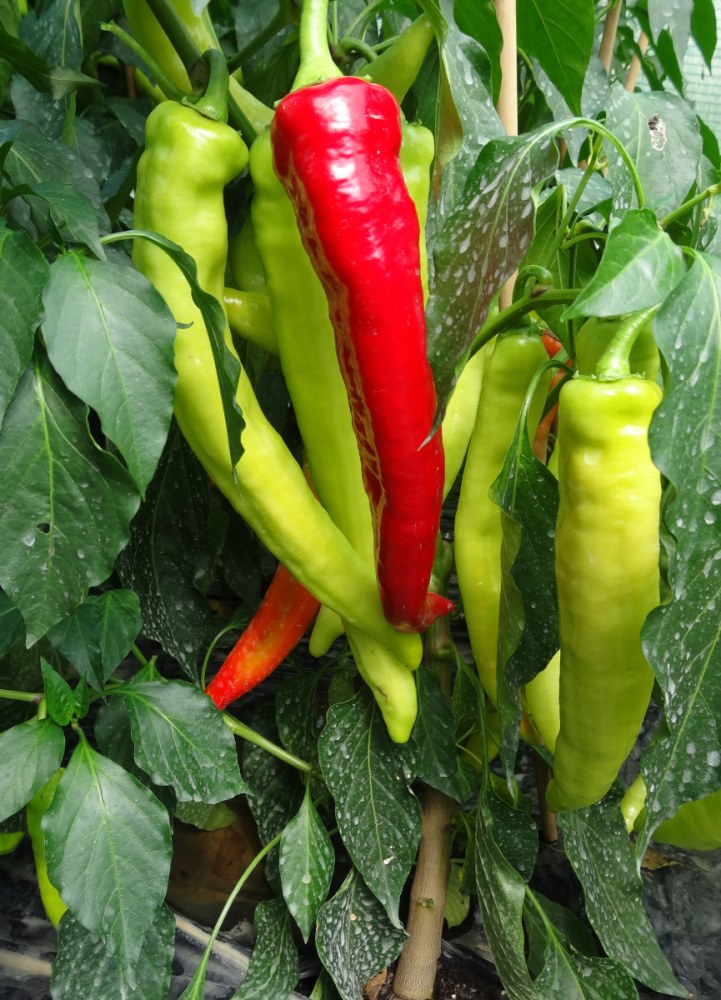 Chili Bullhorn BIO květináč 12cm-0