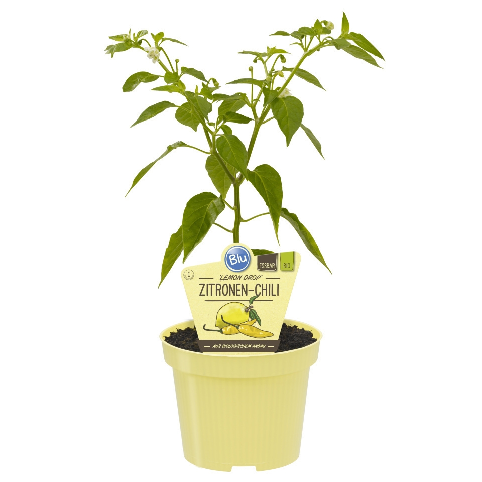 Bylinky - Chilli 'Lemon Drop' BIO květináč 12cm