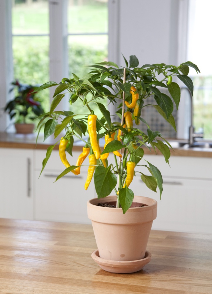 Chilli 'Lemon Drop' BIO květináč 12cm-1