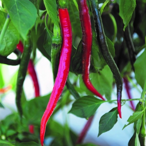Bylinky - Chilli paprika 'Joe's Long' BIO květináč 12cm