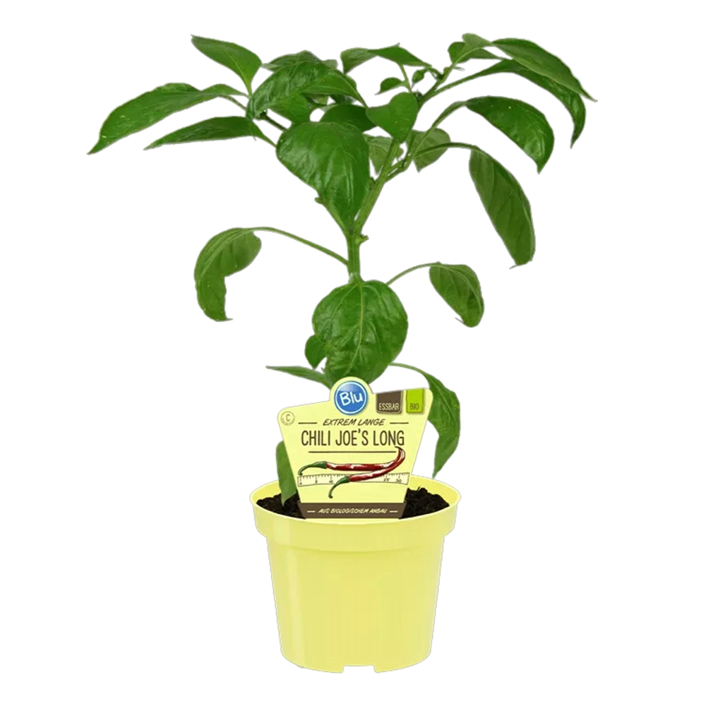 Chilli paprika 'Joe's Long' BIO květináč 12cm-0