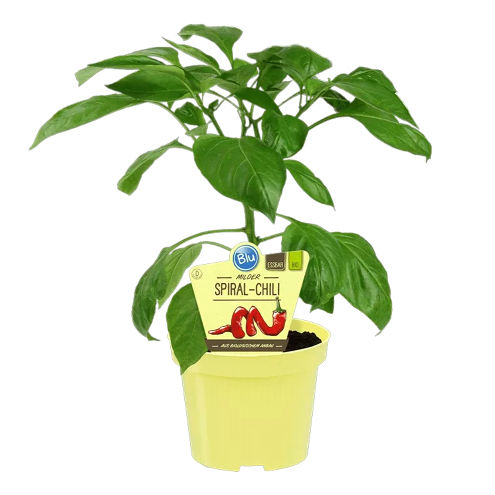 Chilli paprika 'Milder Spiral' BIO květináč 12cm-0
