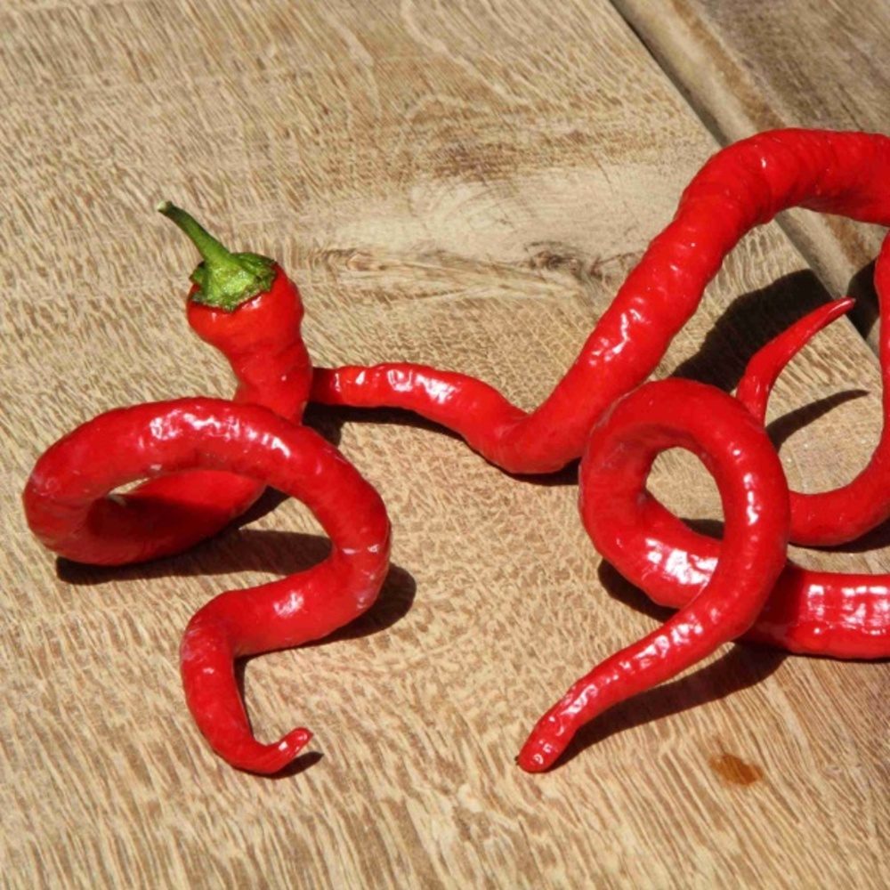 Chilli paprika 'Milder Spiral' BIO květináč 12cm-1