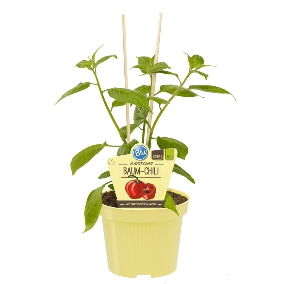 Bylinky - Chilli peruánské BIO květináč 12cm