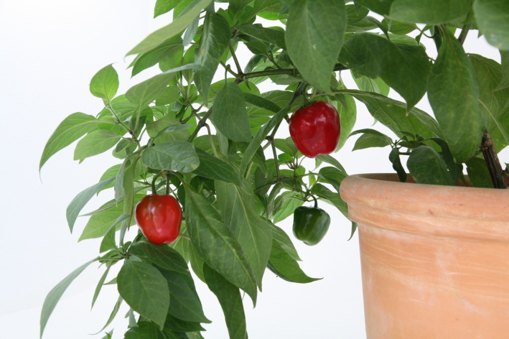 Chilli peruánské BIO květináč 12cm-0