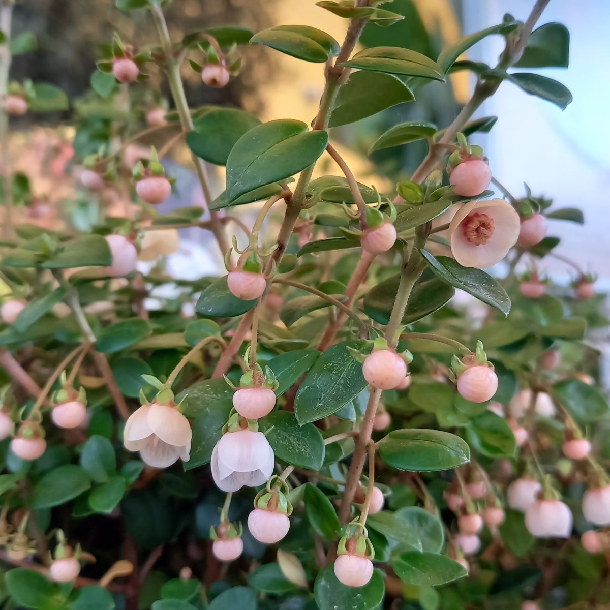 Nádobové květiny - Chilská myrta Pretty Berry květináč 3 litry