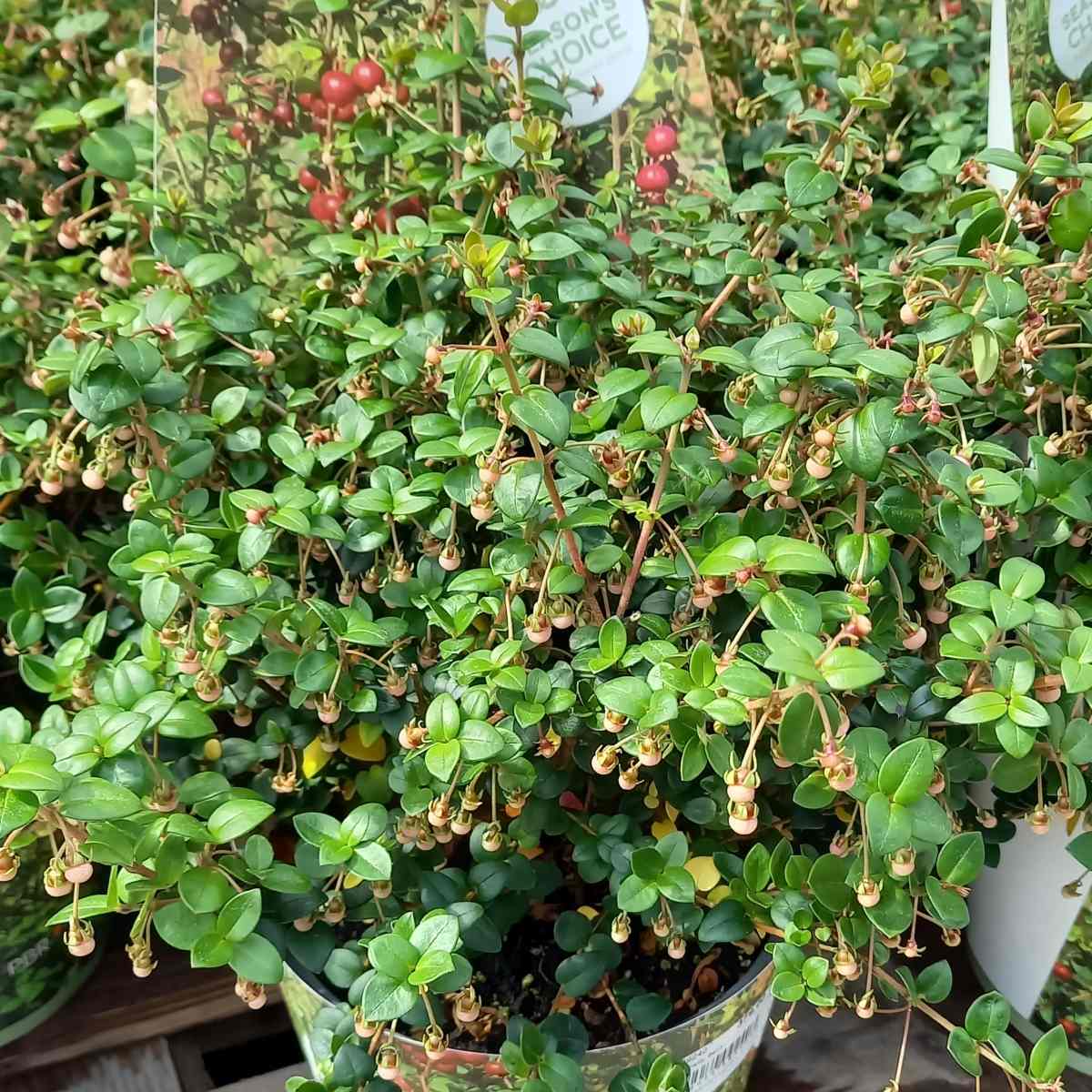 Chilská myrta Pretty Berry květináč 3 litry-0