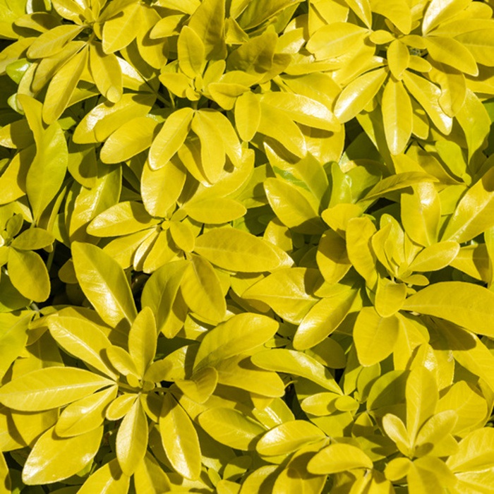 Keře okrasné listem - Chojzie trojčetná 'Sundance' výška 20/30cm, květináč 1,4 litru