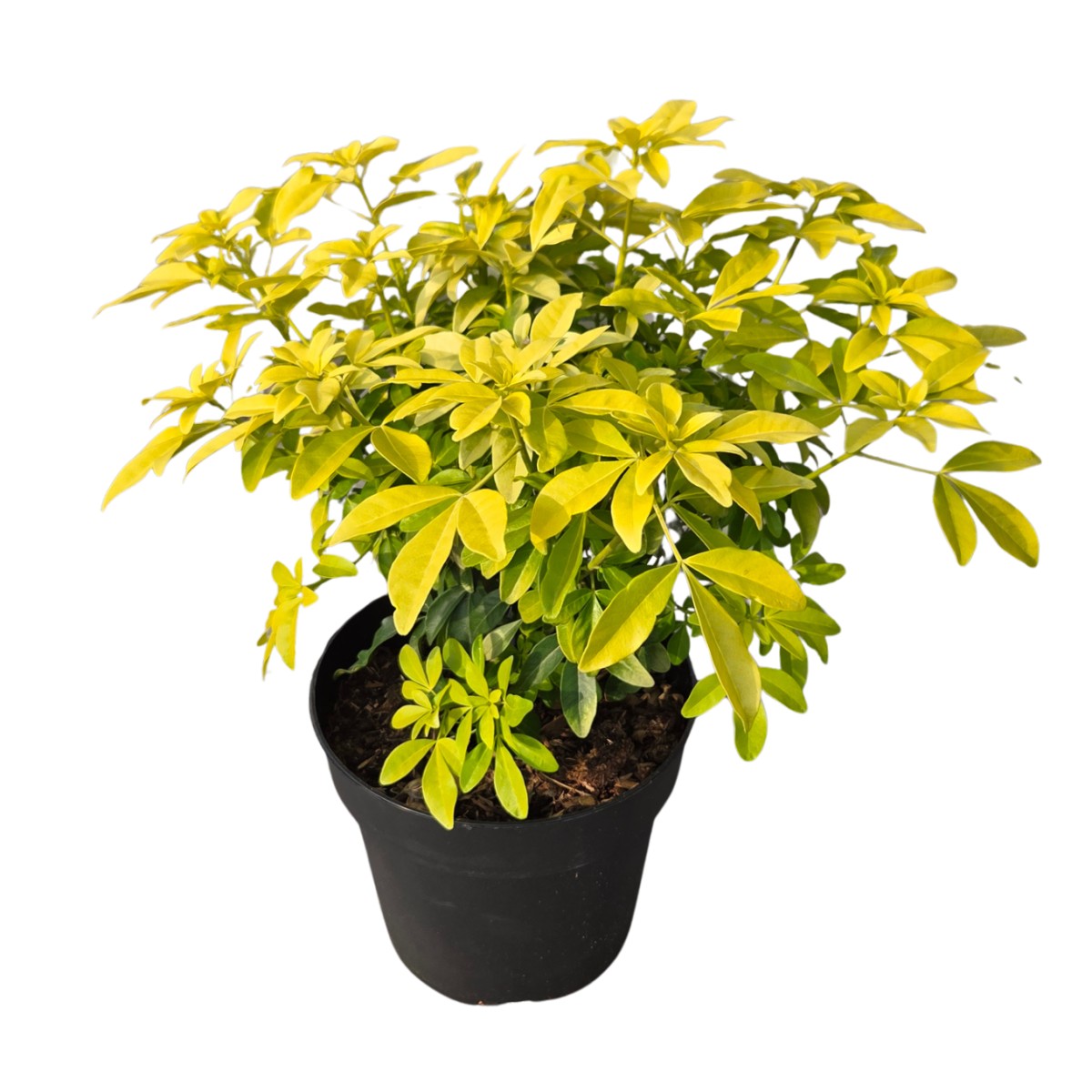 Keře okrasné listem - Chojzie trojčetná Sundance výška 30/40cm, květináč 4,5 litru