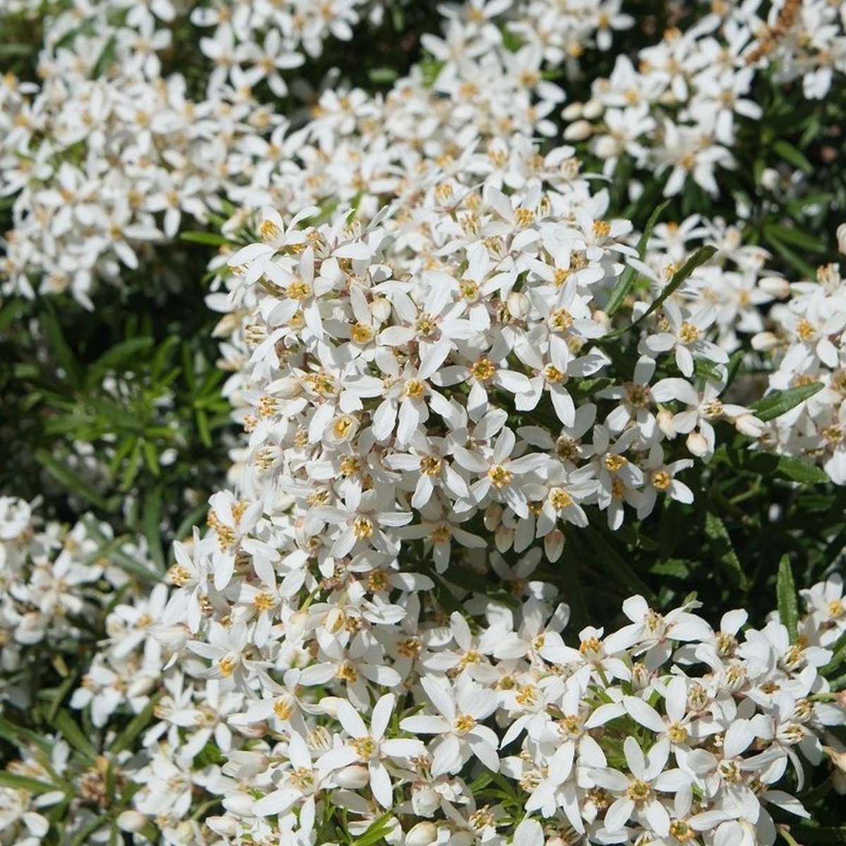 Chojzie White Dazzler květináč 4,6 litru-0