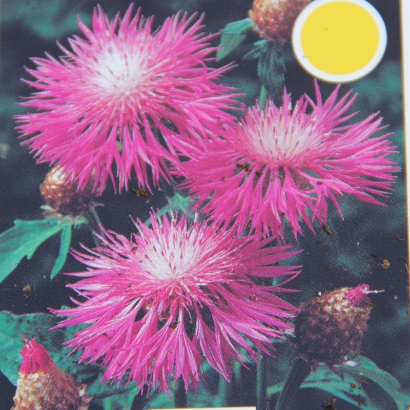 Na slunce - Chrpa bělavá 9cm