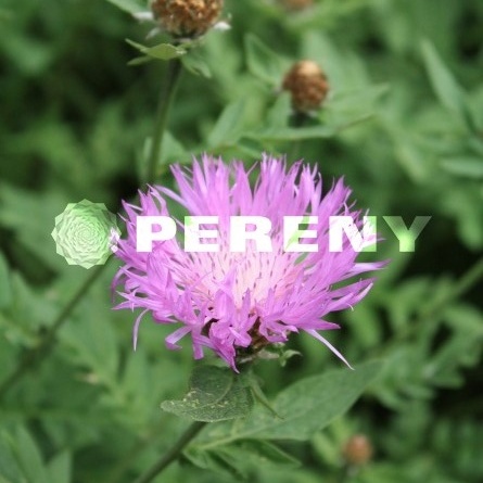 Chrpa bělavá 9cm-0