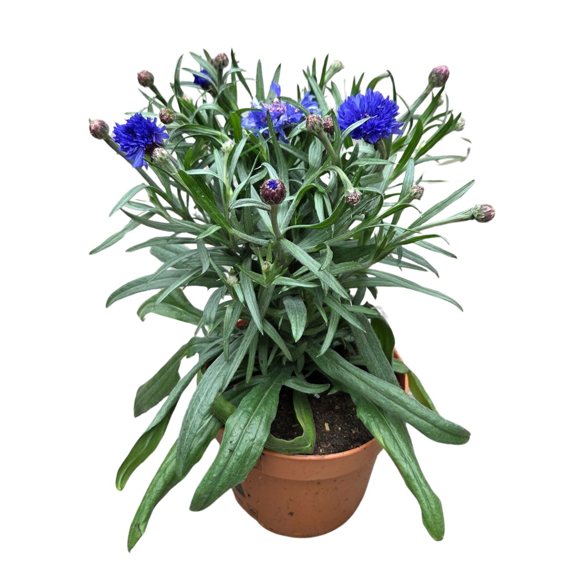 Bylinky - Chrpa modrá - JEDLÉ KVĚTY květináč 12cm