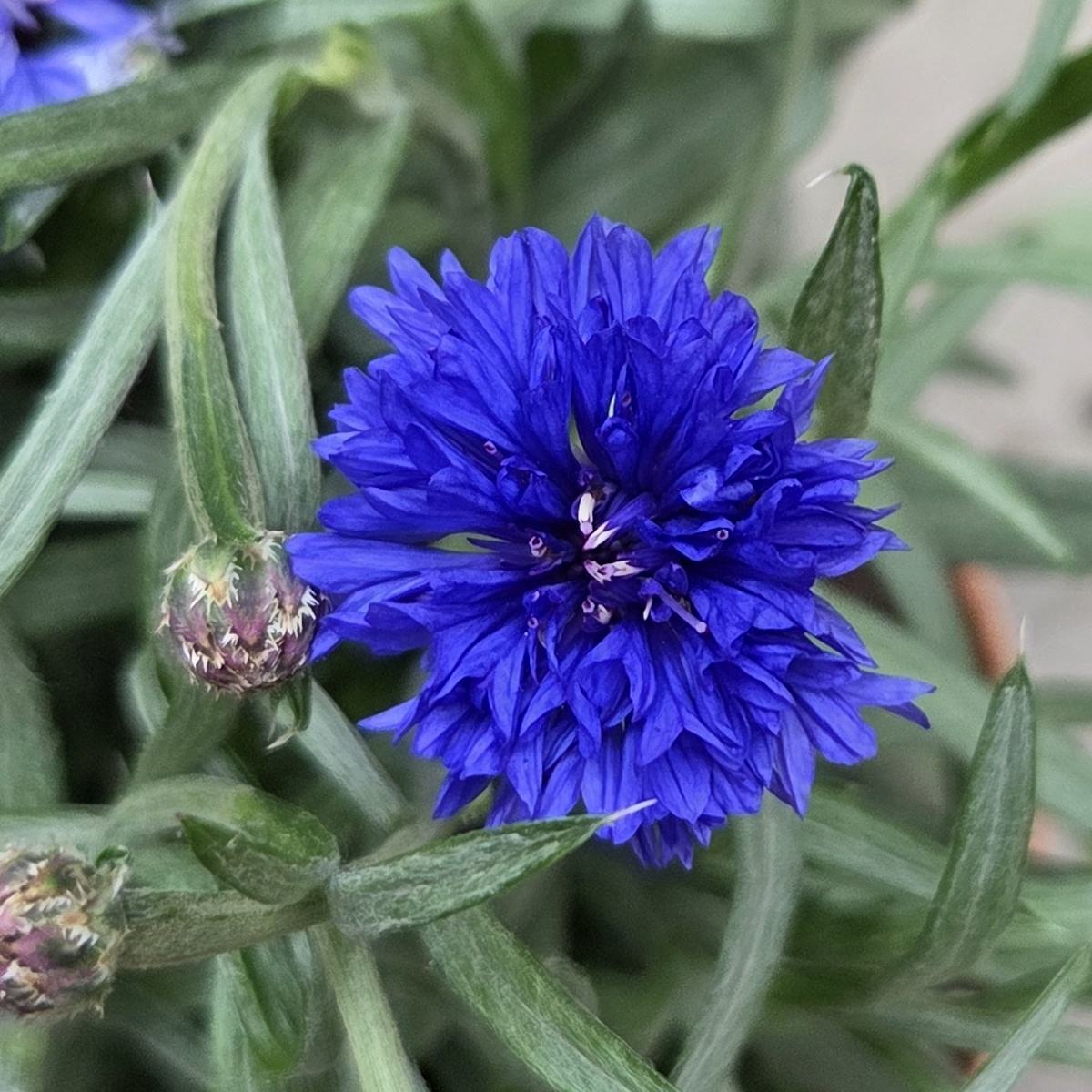 Chrpa modrá - JEDLÉ KVĚTY květináč 12cm-0