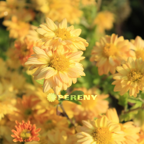 Trvalky k řezu - Chryzantéma 'Bienchen' 9cm