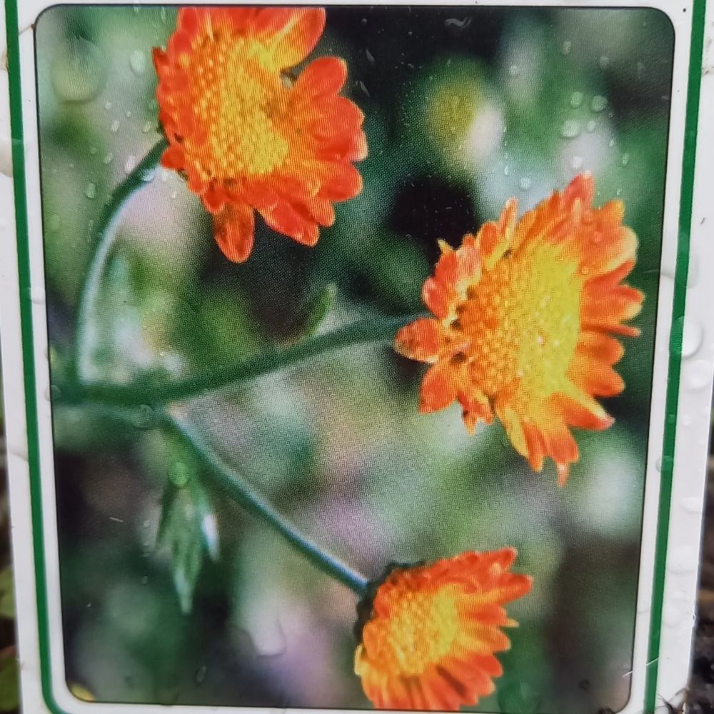 Na slunce - Chryzantéma Dernier Soleil květináč 9cm