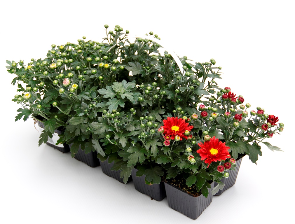 Rostliny - Chryzantéma drobnokvětá 10pack