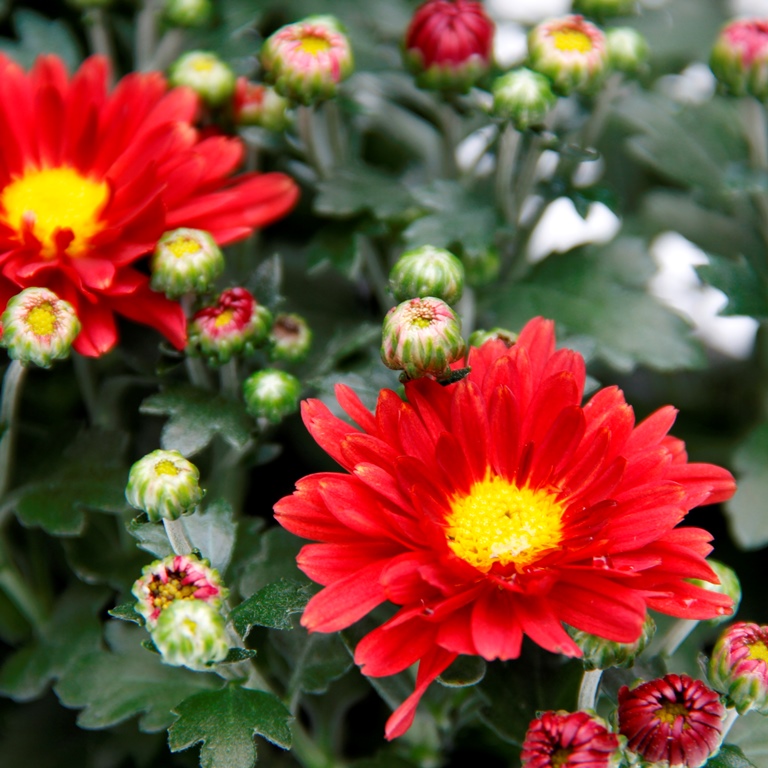 Chryzantéma drobnokvětá 10pack-0