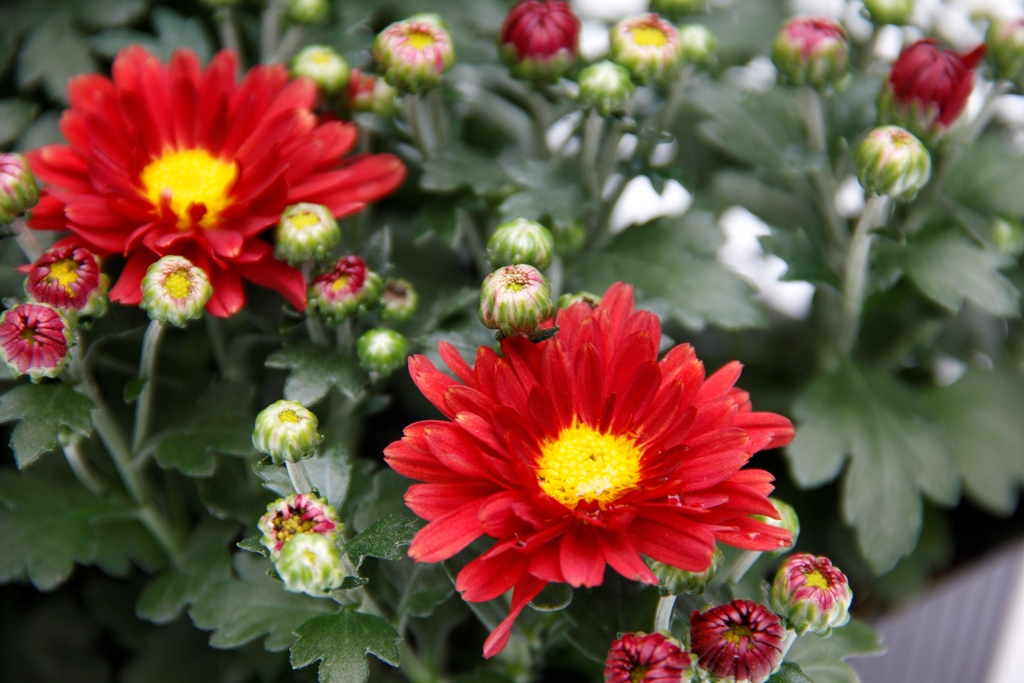 Chryzantéma drobnokvětá 10pack-1