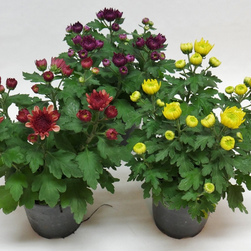 Rostliny - Chryzantéma mix, 5 výhonů, květináč 14cm
