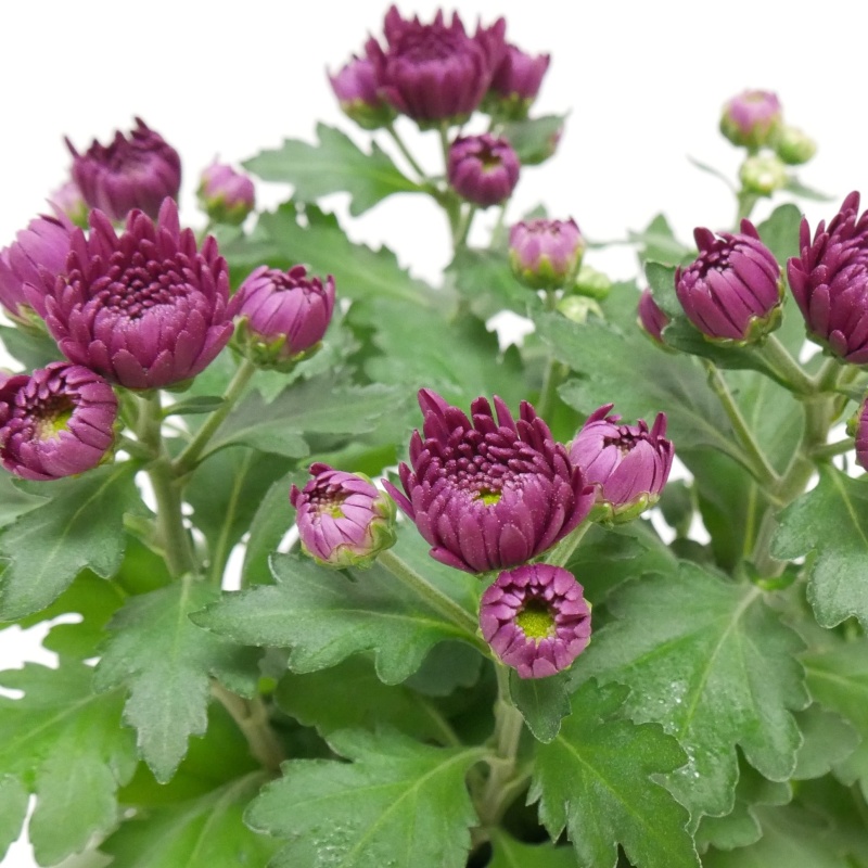 Chryzantéma mix, 5 výhonů, květináč 14cm-0