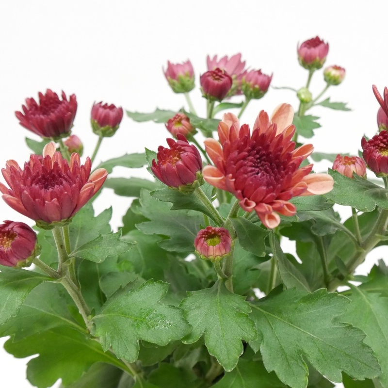 Chryzantéma mix, 5 výhonů, květináč 14cm-1
