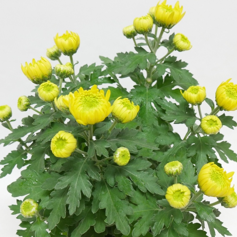 Chryzantéma mix, 5 výhonů, květináč 14cm-2