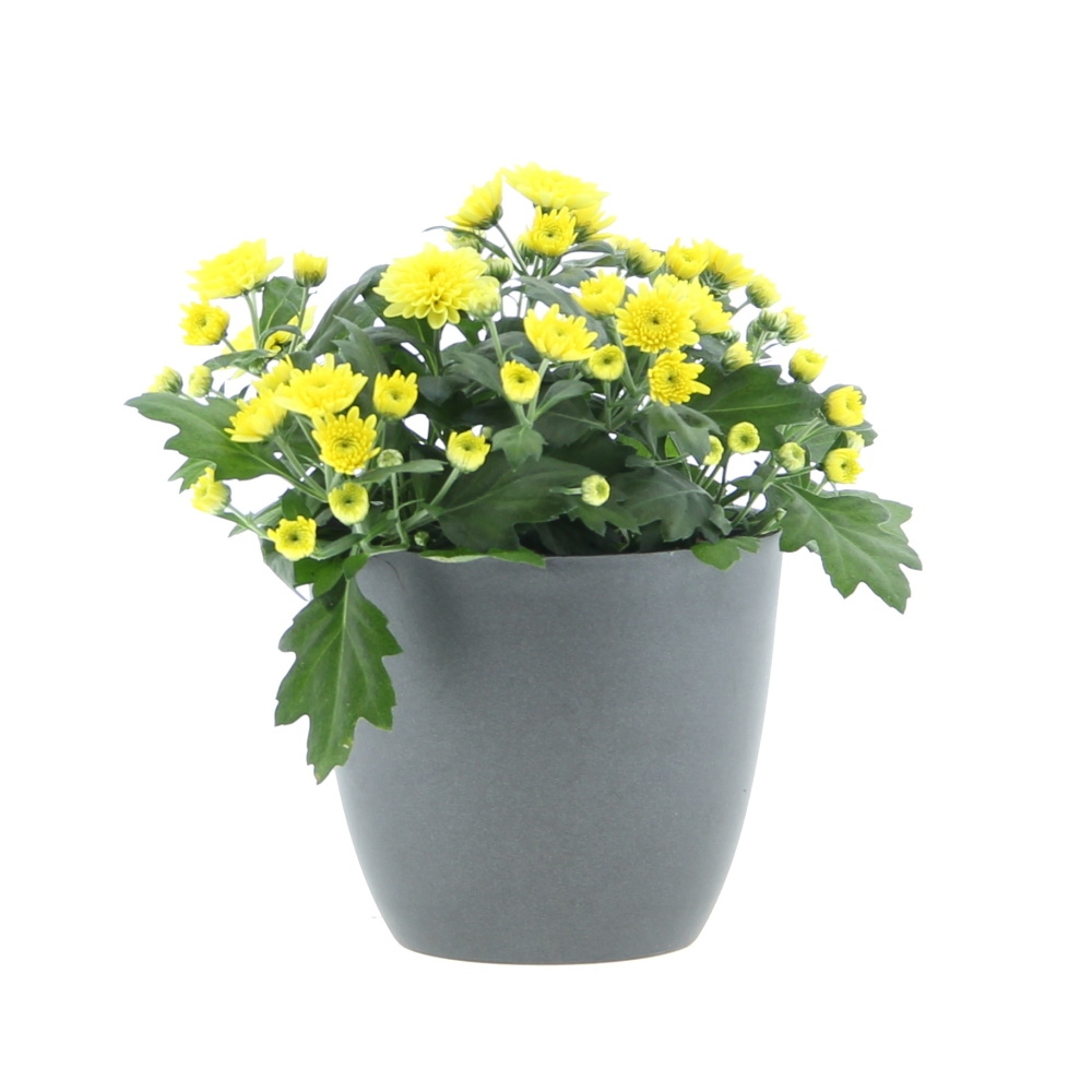 Podzimní rostliny - Chryzantéma mix, květináč 12cm