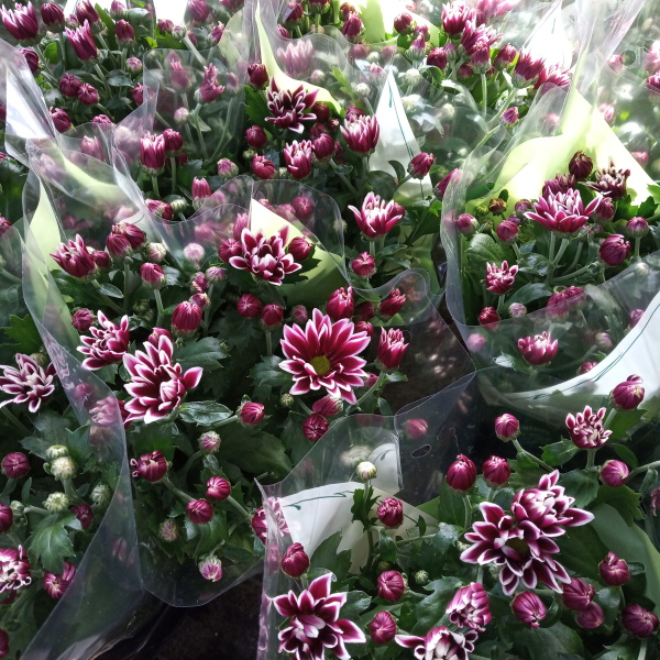 Podzimní rostliny - Chryzantéma mix, květináč 12cm