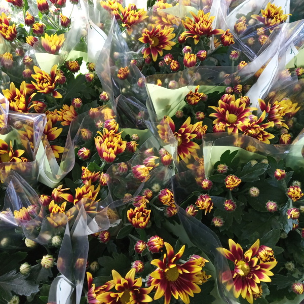 Chryzantéma mix, květináč 12cm-0