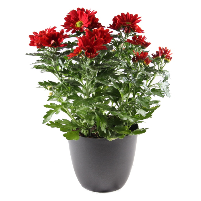 Rostliny - Chryzantéma mix květináč 12cm