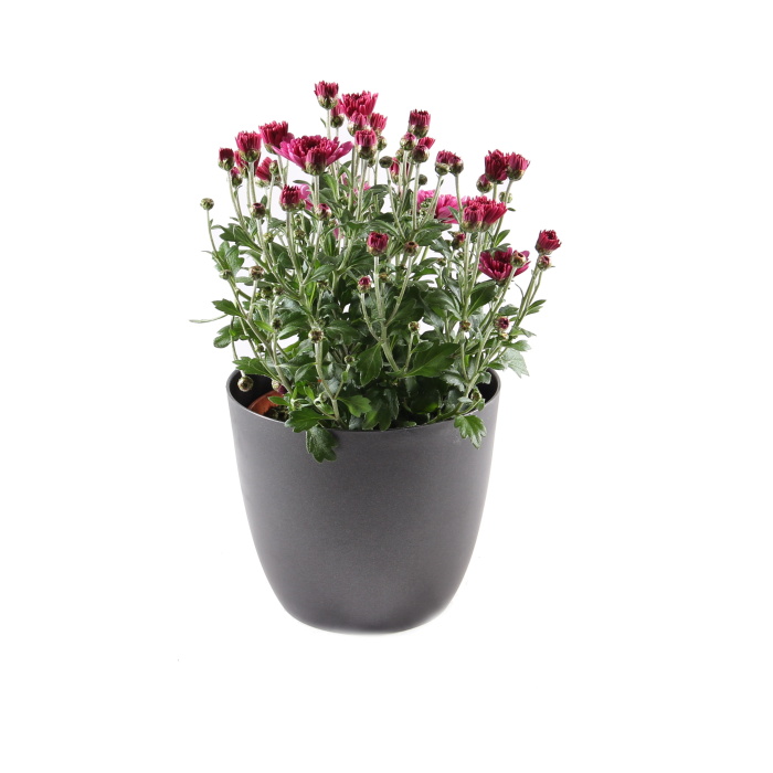 Chryzantéma mix květináč 12cm-0