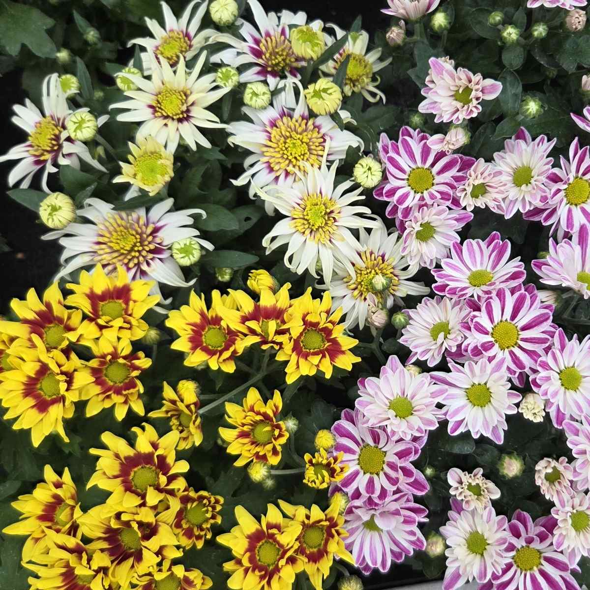Podzimní rostliny - Chryzantéma mix, květináč 12cm