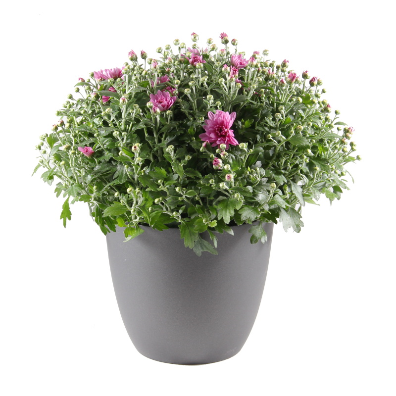 Podzimní rostliny - Chryzantéma mix květináč 15cm