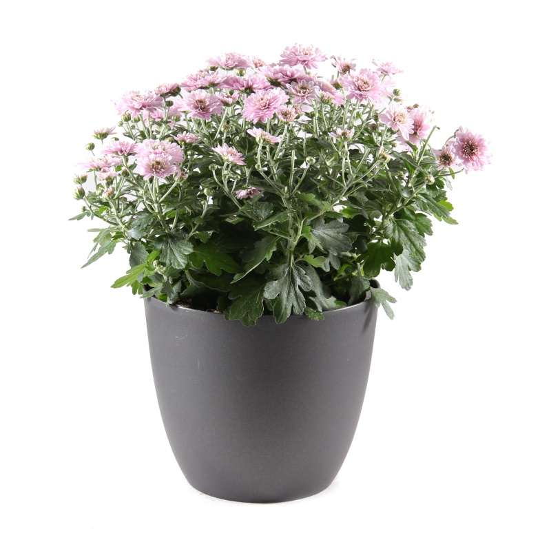 Podzimní rostliny - Chryzantéma mix květináč 17cm