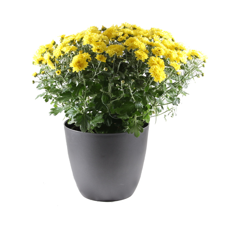 Podzimní rostliny - Chryzantéma mix květináč 19cm
