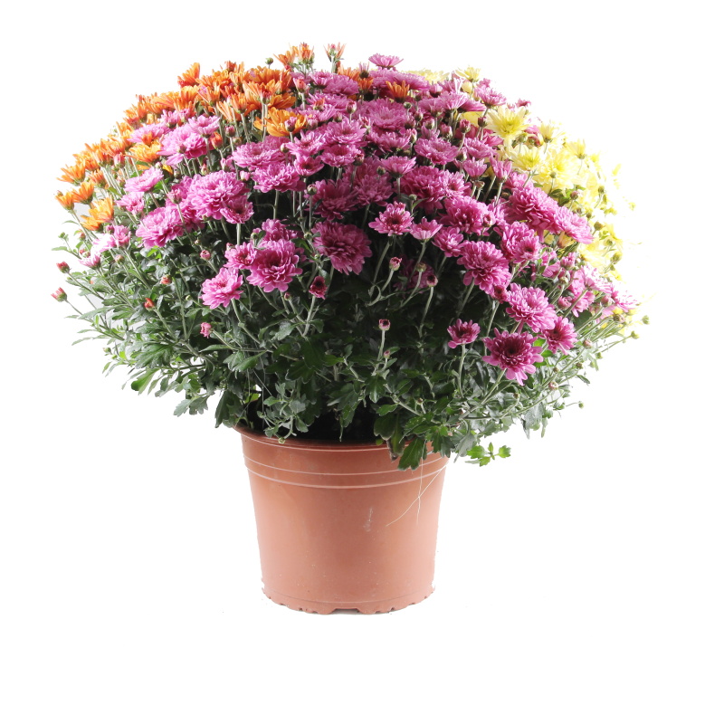 Podzimní rostliny - Chryzantéma mix květináč 23cm