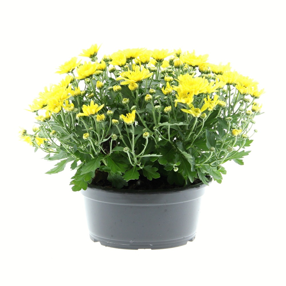 Podzimní rostliny - Chryzantéma mix miska 20cm