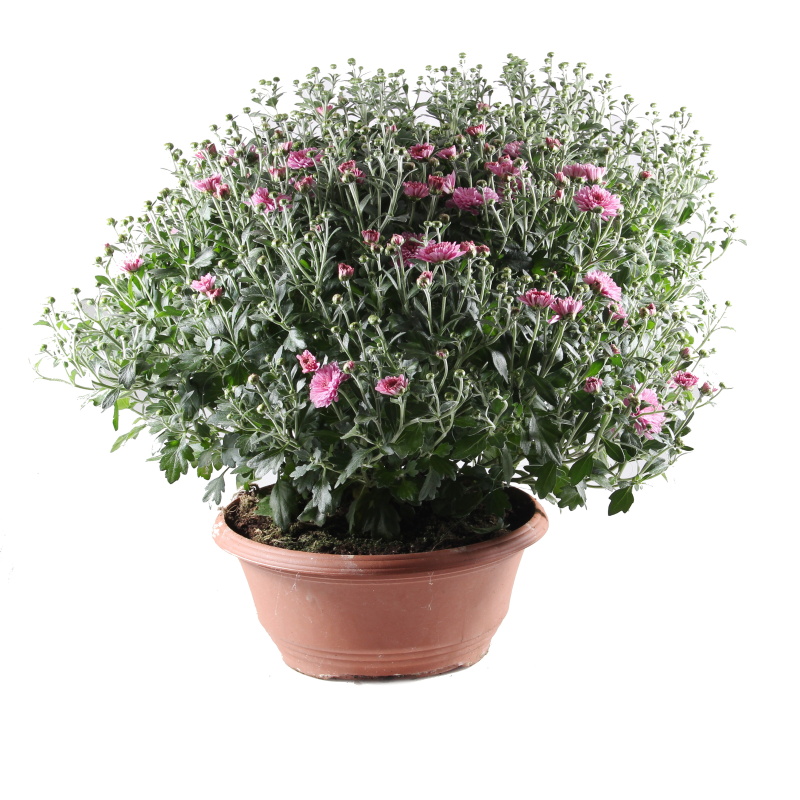 Podzimní rostliny - Chryzantéma mix miska 27cm