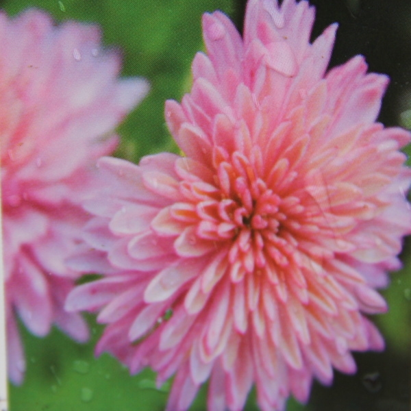 Trvalky k řezu - Chryzantéma 'Orchid Helen' 9cm