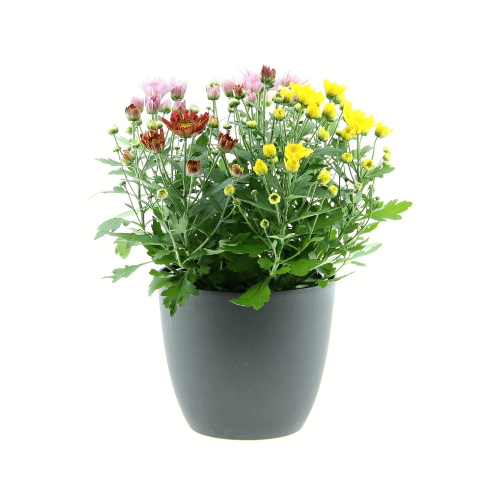Podzimní rostliny - Chryzantéma Trio květináč 17cm