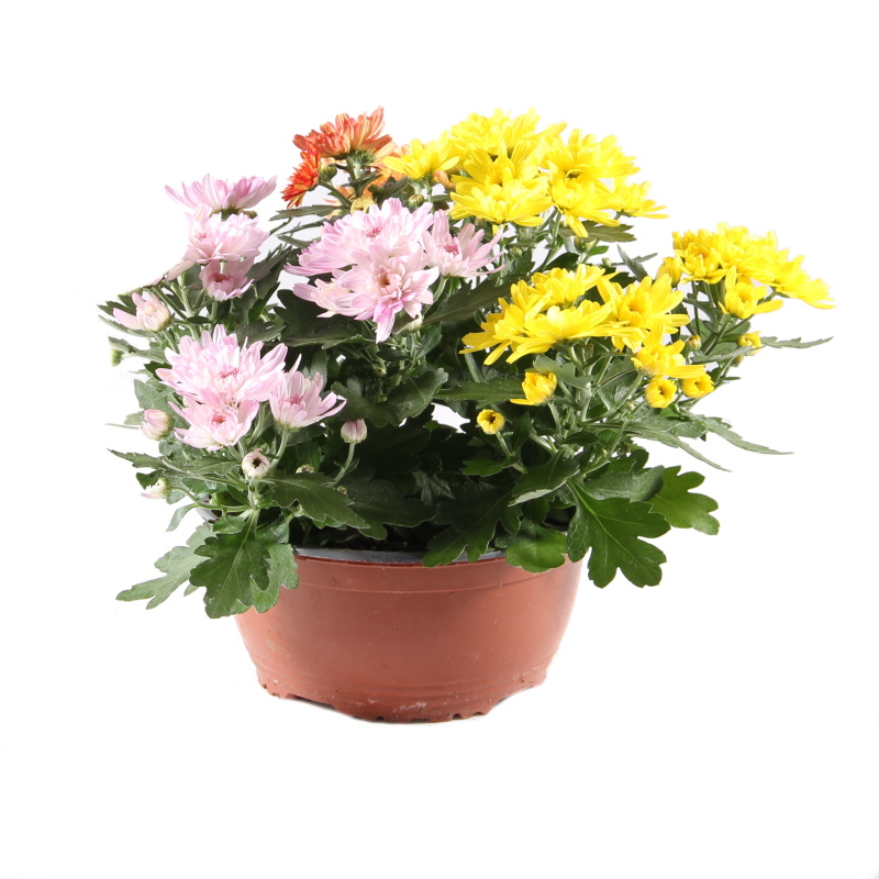 Podzimní rostliny - Chryzantéma Trio miska 17cm