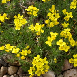 Skalničky - Chudina 9cm