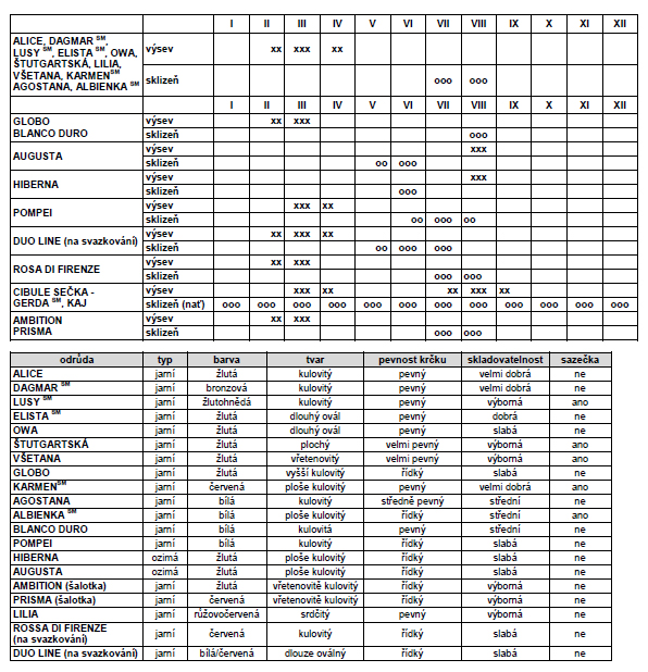 Cibule jarní Všetana žlutá-0