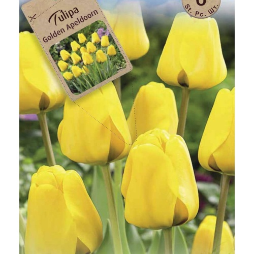 Cibuloviny - Cibuloviny podzimní mix